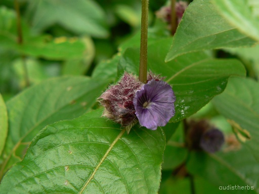 Neuracanthus sphaerostachyus flower6.jpg
